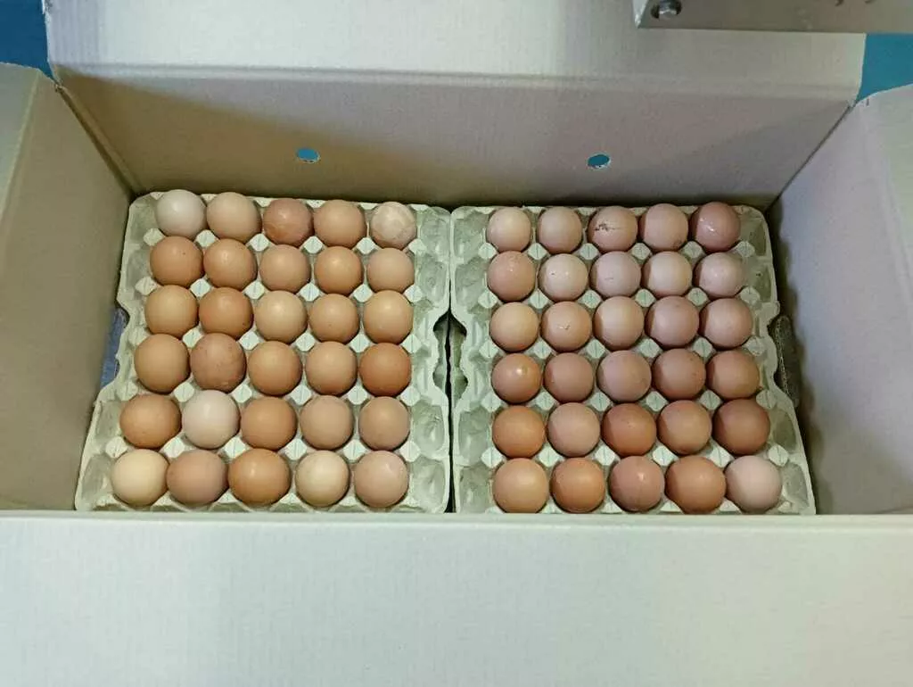 яйца куриные оптом в Вологде 6